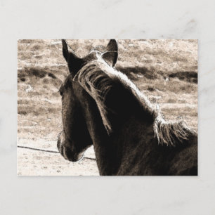 Cartão Postal Scotch in Brown Tones