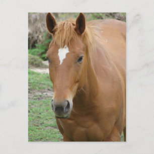 Cartão Postal Scotch the Horse