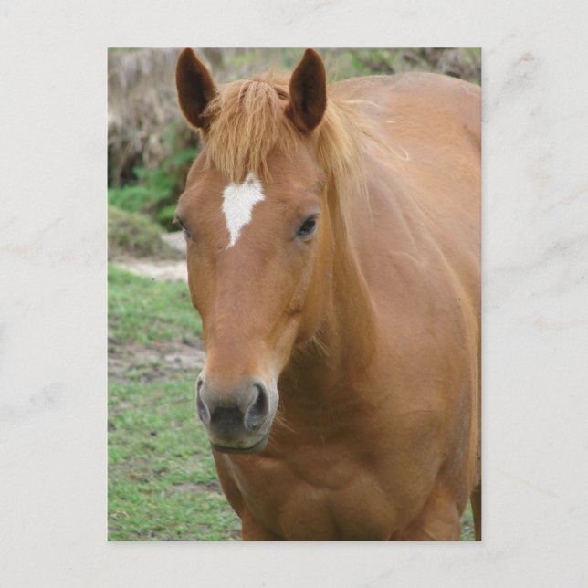 Cartão Postal Scotch the Horse (Frente)