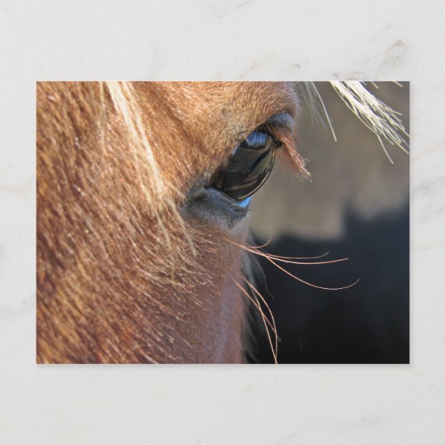 Cartão Postal Scotchextremcloseup (Frente)