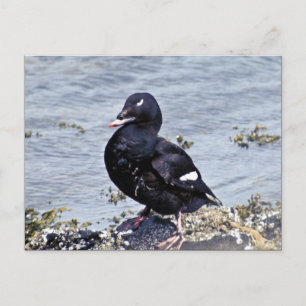 Cartão Postal Scoter de asa branca, Ilha Adak
