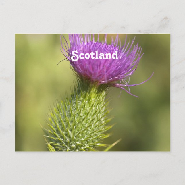 Cartão Postal Scotland Thistle (Frente)