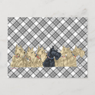 Cartão Postal Scotties All in a Row