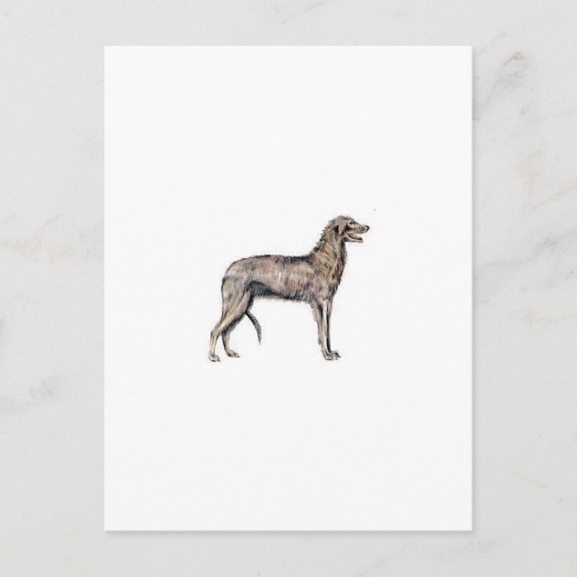 Cartão Postal Scottish Deerhound (Frente)