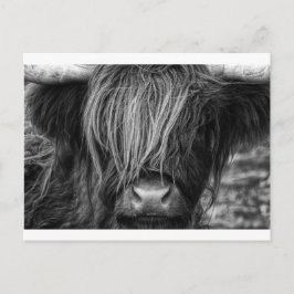 Cartão Postal Scottish Highland Cattle - Escócia