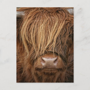 Cartão Postal Scottish Highland Cow - Escócia