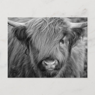 Cartão Postal Scottish Highland Cow - Escócia