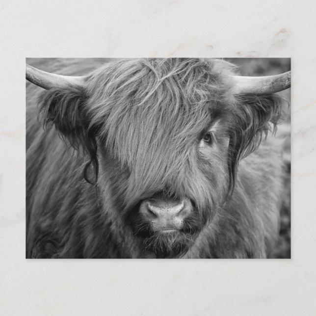 Cartão Postal Scottish Highland Cow - Escócia (Frente)