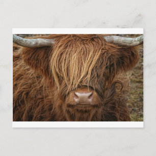 Cartão Postal Scottish Highland Cow - Escócia
