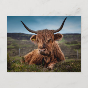Cartão Postal Scottish Highland Cow Longhorn Bull Rancher