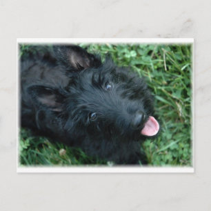Cartão Postal Scottish Terrier in Grass - Cute Scotty