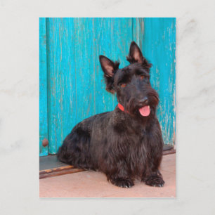 Cartão Postal Scottish Terrier sentado à porta colorida