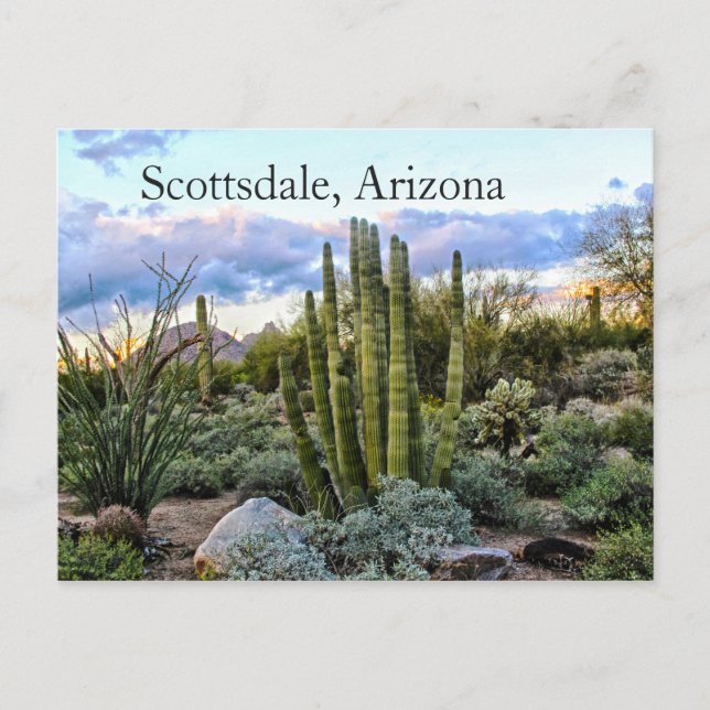 Cartão Postal Scottsdale Succulent Sunset (Frente)