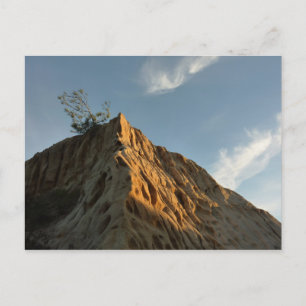 Cartão Postal Scraggly Torrey Pine na Costa Sunset da Califórni