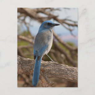 Cartão Postal Scrub Jay