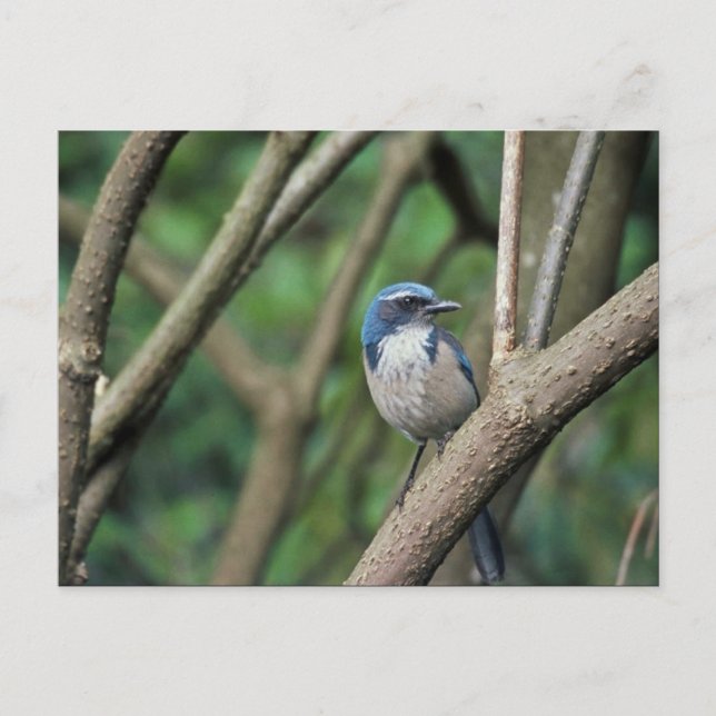 Cartão Postal Scrub Jay, Oeste (Frente)