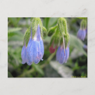 Cartão Postal Scutellaire à fleurs latérales