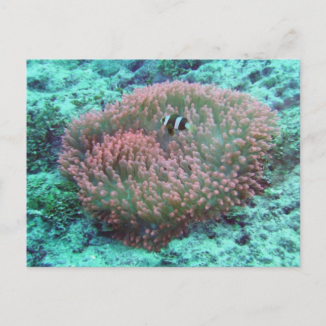 Cartão Postal Sea Anemone (Frente)
