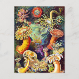 Cartão Postal Sea Anemones Ernst Haeckel Belas Artes