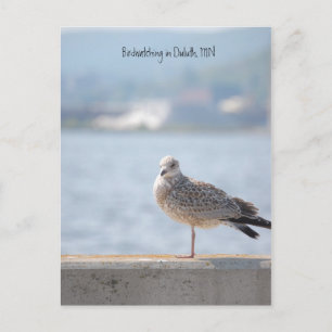 Cartão Postal Sea Gull2, Birdwatch em Duluth, MN