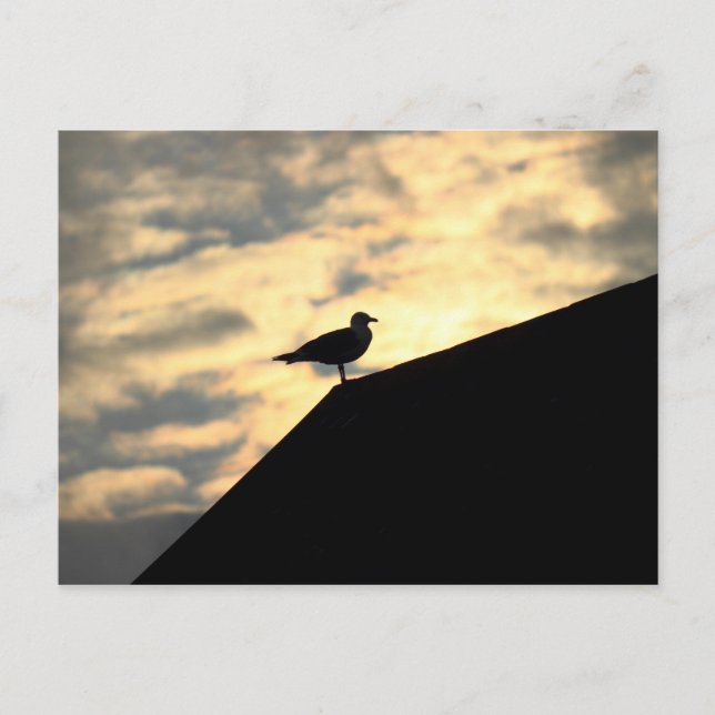 Cartão Postal Sea Gull Sunset (Frente)