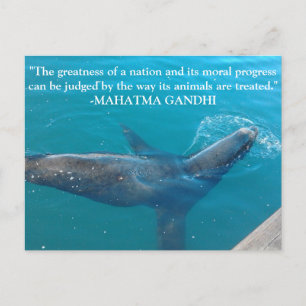 Cartão Postal Sea Lion Nadando em Harbor com citação de Ghandi