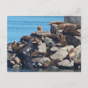Cartão Postal Sea Lion Postcard