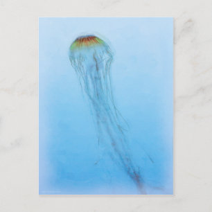 Cartão Postal Sea Nettle