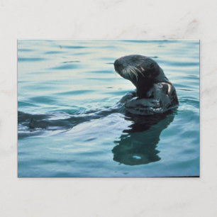 Cartão Postal Sea Otter