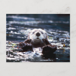 Cartão Postal Sea Otter Natação