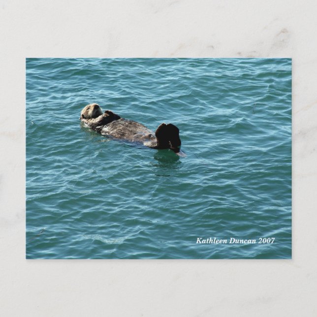 Cartão Postal Sea Otter Sdormindo (Frente)
