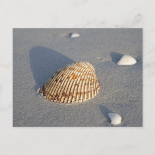 Cartão Postal Sea Shell