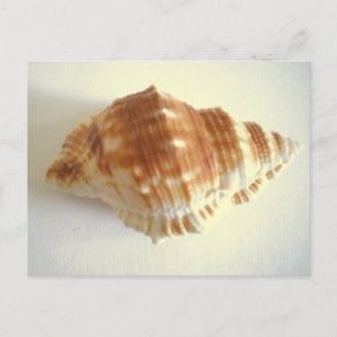 Cartão Postal Sea Shell