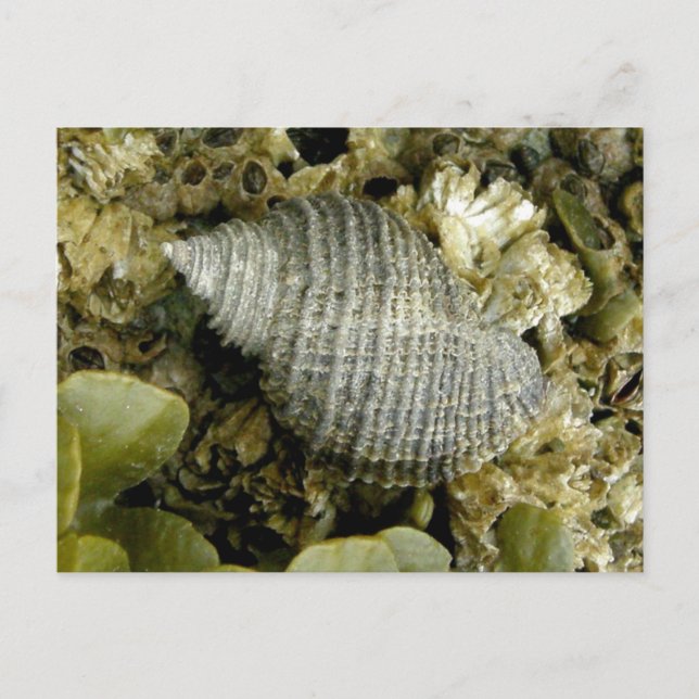 Cartão Postal Sea Snail, Ilha de Unalaska (Frente)