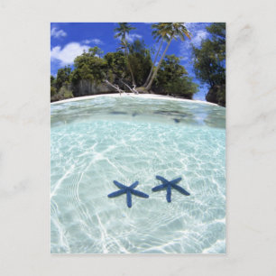 Cartão Postal Sea stars, Rock Islands, Palau 2
