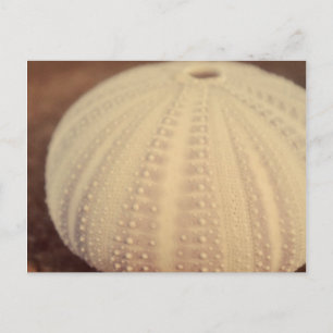 Cartão Postal Sea Urchin