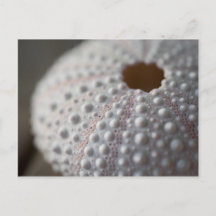 Sea Urchin Shell