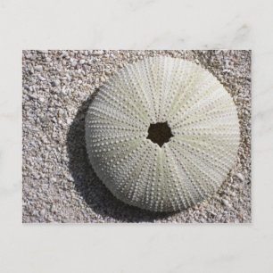 Cartão Postal Sea Urchin Shell na areia