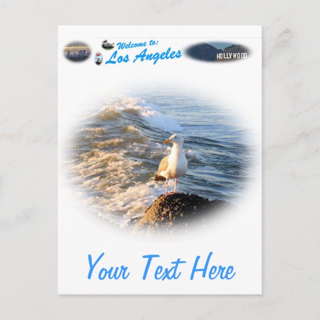 Cartão Postal Seagull (Frente)