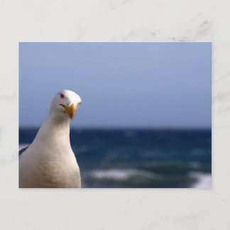 Cartão Postal Seagull
