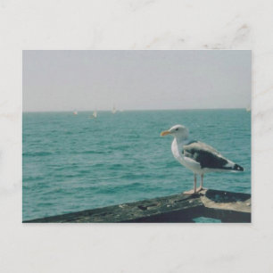 Cartão Postal Seagull