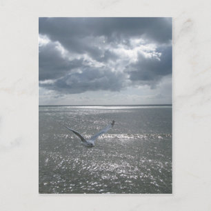 Cartão Postal Seagull