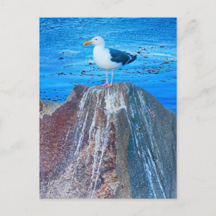 Cartão Postal Seagull