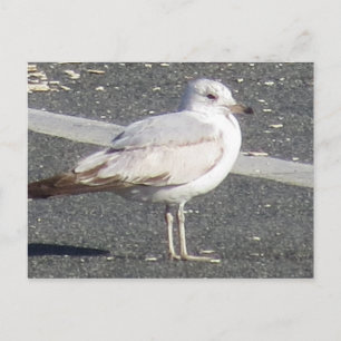 Cartão Postal Seagull