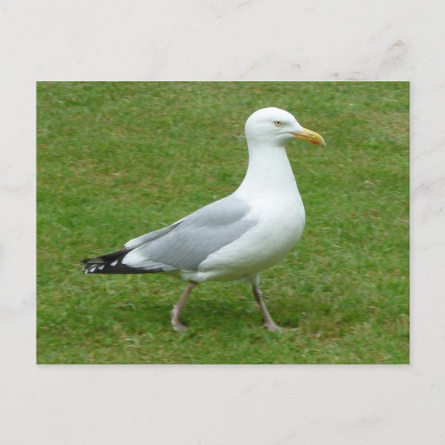 Cartão Postal Seagull caminhando no Parque (Frente)