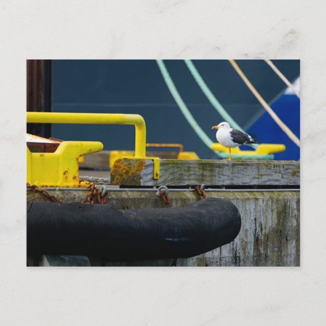 Cartão Postal Seagull em um ambiente de abstrato (Frente)