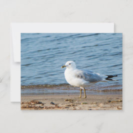 Cartão Postal Seagull, Lake Ontario, Toronto, Canadá