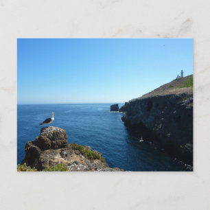 Cartão Postal Seagull na Ilha de Anacapa nas Ilhas do Canal