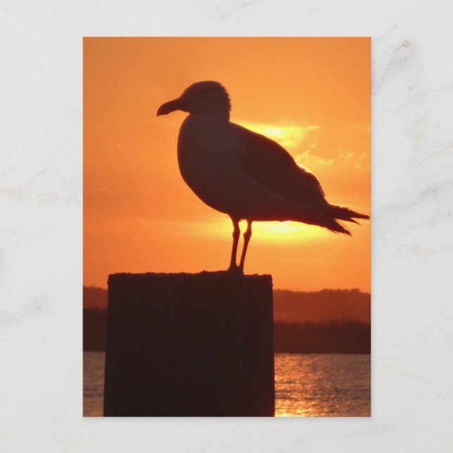 Cartão Postal Seagull Sunset (Frente)
