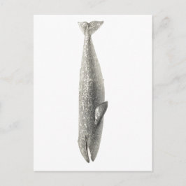 CARTÃO POSTAL SEALIFE "BALEIA"